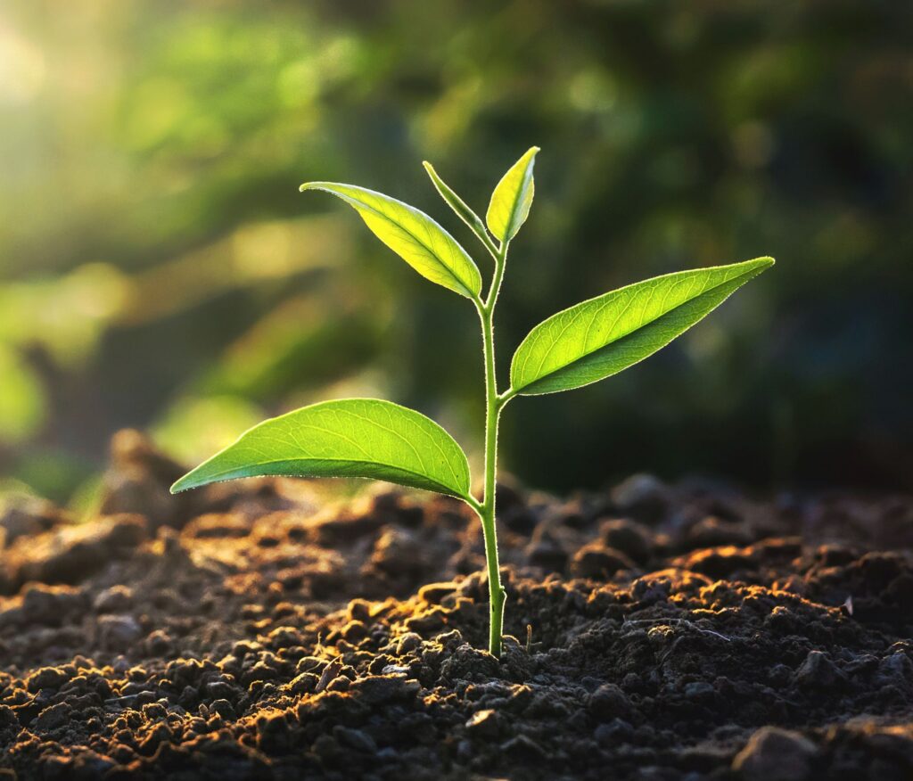 Green plant growing up from the dirt while the sun sets behind it to the left.